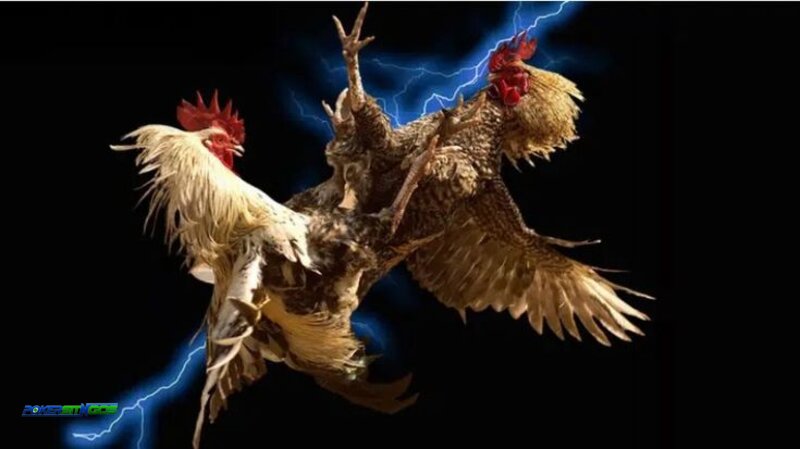 online cockfighting rules - Understanding Online Cockfighting Rules