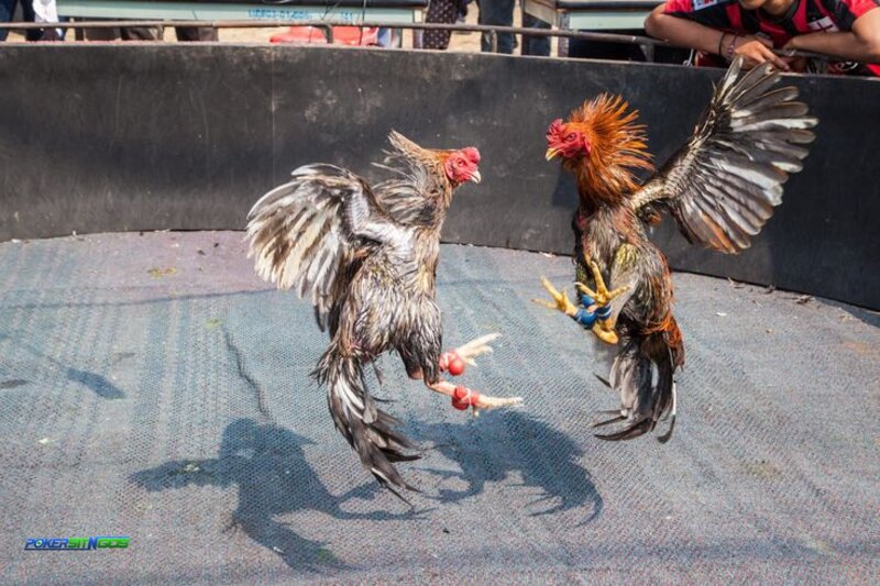 online cockfighting rules - A Step-by-Step Learning Method