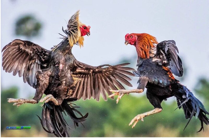 online cockfighting rules - Common Mistakes to Avoid